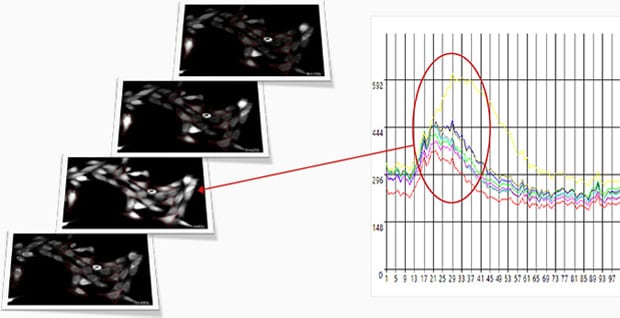 Calcium imaging of a myoblast cell (CPA, Fluor8, 5 second intervals, 10 minutes)