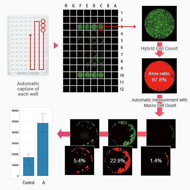 Accurately analyzing and assessing cell migration