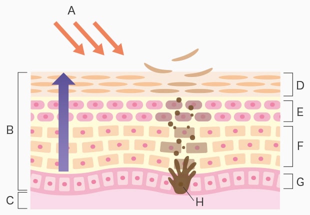 The skin’s protective function against UV radiation