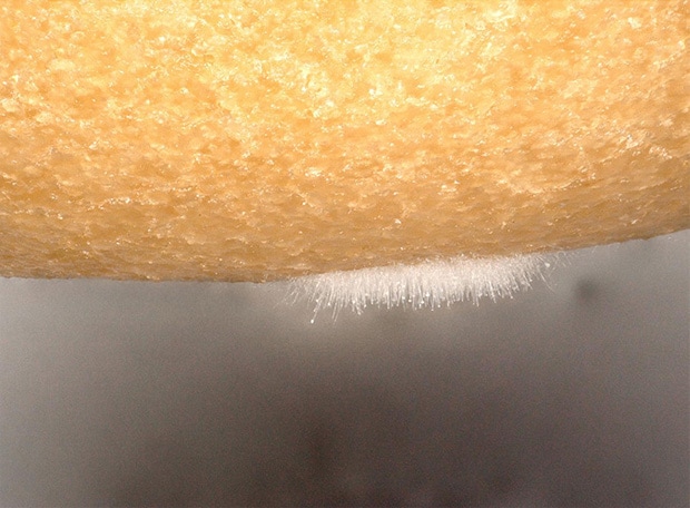Observation of mold on a donut using the VHX Series 4K Digital Microscope