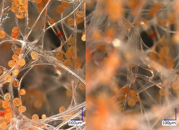 Ring illumination (200x) Left: Depth composition/Right: Normal observation