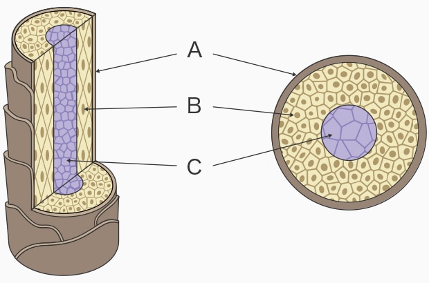 Hair structure