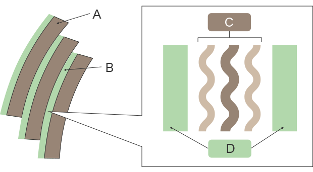 Cuticle