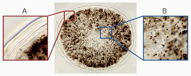 High-resolution observation of hair