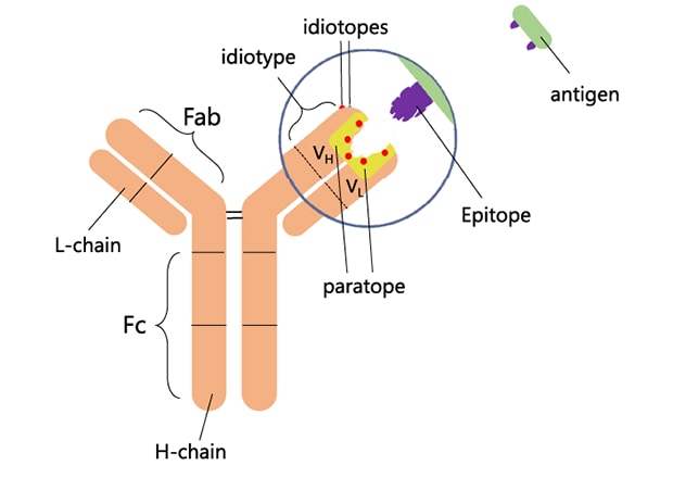 Figure 1-1: Antibody Structure