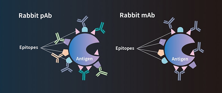 Figure 1-2: Monoclonal (mAb) and Polyclonal (pAb) Antibodies
