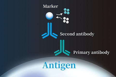 Figure 1-3: Primary and Secondary Antibodies