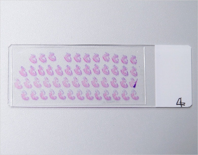 Image: Specimen of continuous sections of an organ