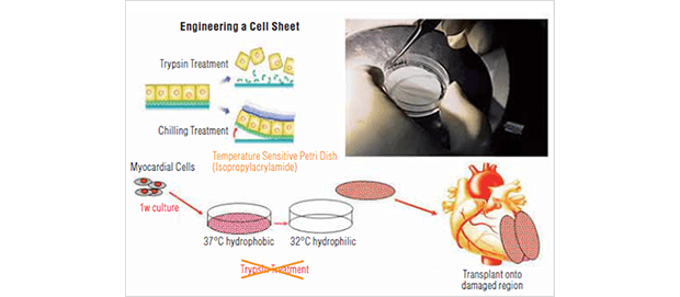 Image: Development of myocardial regenerative treatment using a myocardial sheet...