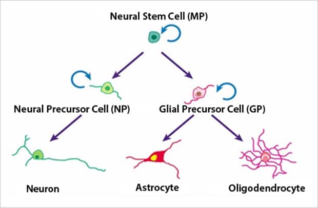 Image: One research topic undertaken by Dr. Okano is...