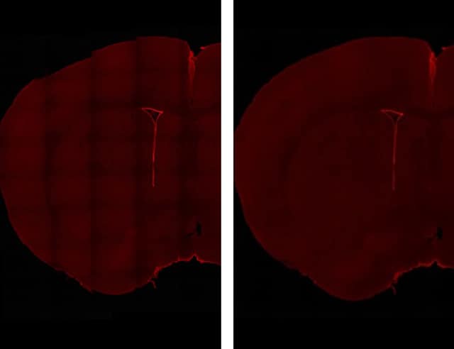 Images: Stained images of ependyma cells of an adult mouse...