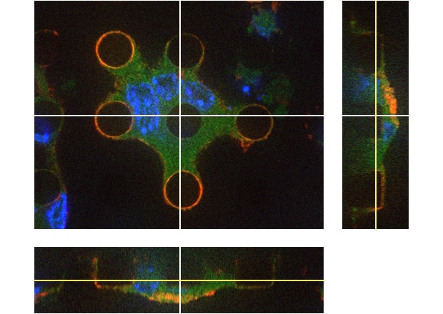 Figure 4: Macrophages on a nanomaterial