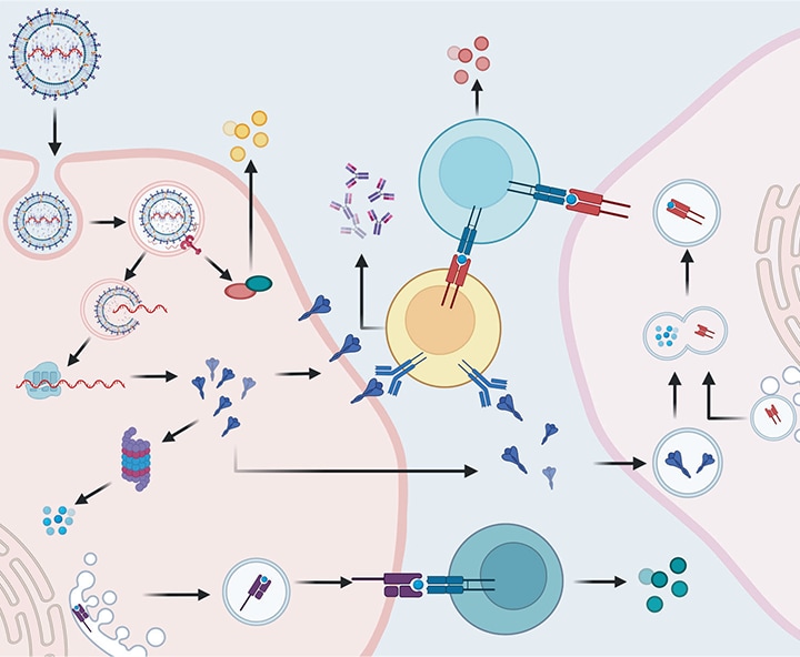 Cellular and humoral immune responses induced by messenger RNA (mRNA) vaccine. Fang, E., Liu, X., Li, M. et al. Advances in COVID-19 mRNA vaccine development. Sig Transduct Target Ther 7, 94 (2022).