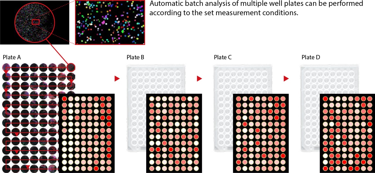 Versatile and User-Friendly: Supporting fluorescence, brightfield, and phase contrast imaging, the BZ-X is suitable for cell counting, live-cell imaging, 3D measurement, and more. Its intuitive interface allows researchers,  to operate the system efficiently.
