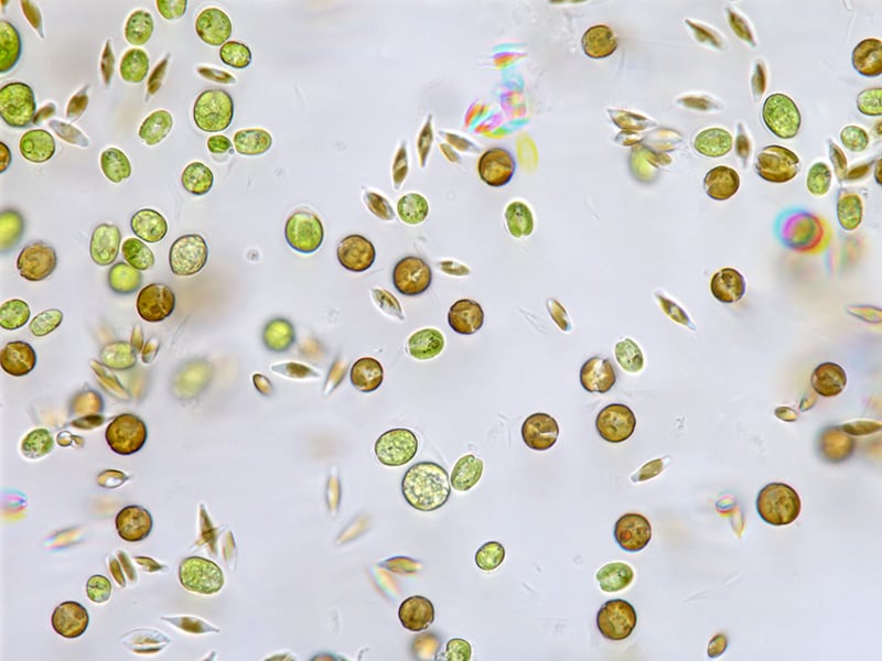 Fluorescence Microscope Resources | KEYENCE America