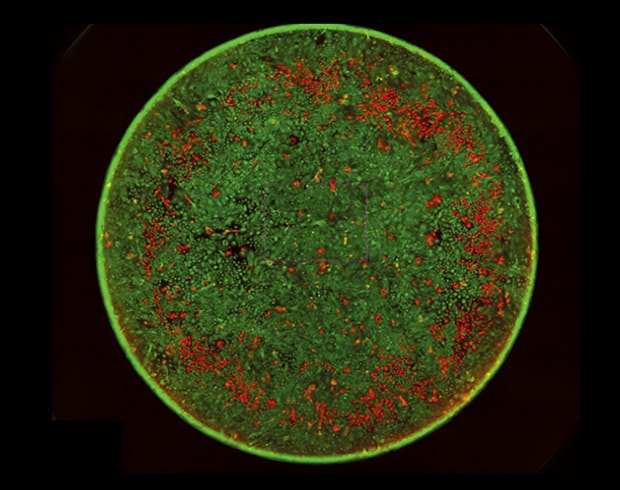Without integrin