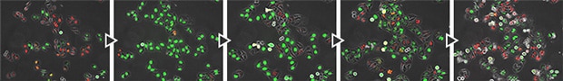 FUCCI cell cycle checkpoints