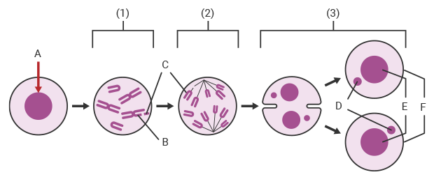 The principle of micronucleus formation in micronucleus testing