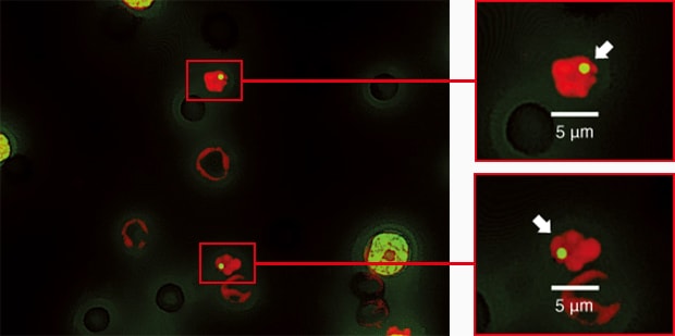 Observing micronuclei with a fluorescence microscope