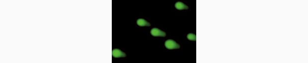 Image stitching and quantification can also be used when performing a comet assay, another genetic toxicology test.