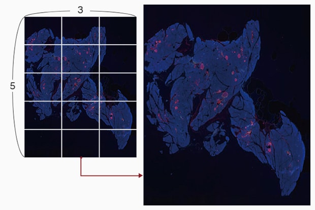 Observing the islets of Langerhans