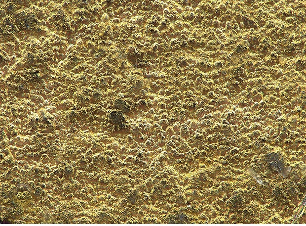 Gold-plated surface (1000x)