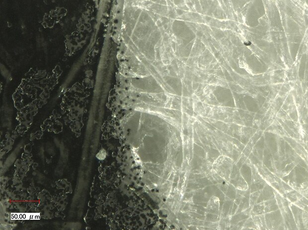 Top: differential interference contrast (DIC)/bottom: coaxial light