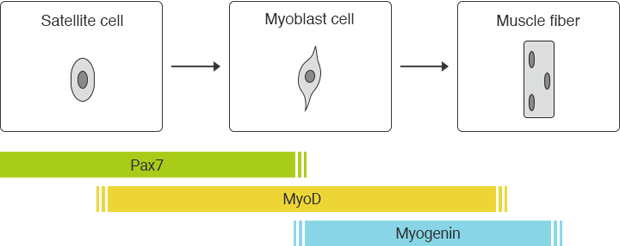 Mechanism of skeletal muscle regeneration