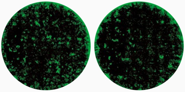 Simply select a sample holder and click to observe the desired area.