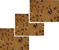 Fully focused image composition