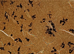 Fully focused image composition