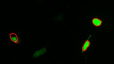 G CaMP calcium imaging test