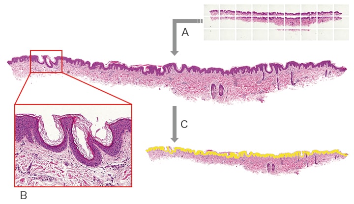 High-speed, high-resolution image stitching
