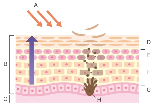 The skin’s protective function against UV radiation