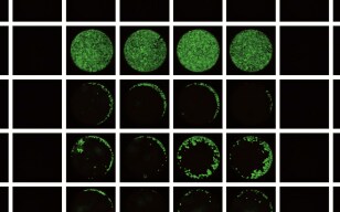 Cell Migration Assay