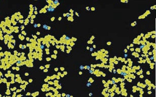 Measurement of the Transfection Efficiency of Cultivated Cells