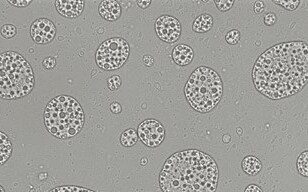 High-resolution Imaging of Double Emulsion