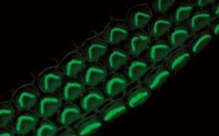 Observation of Hair Cells