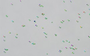 Quantifying Lactic Acid Bacteria