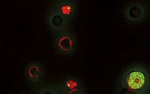 Micronucleus Test