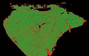 Quantitative Analysis of Muscle Fibers