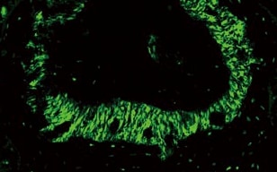 High-resolution Imaging of the Periodontal Membrane of Mice