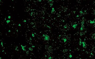 Small Hepatocyte Well Plate Scanning