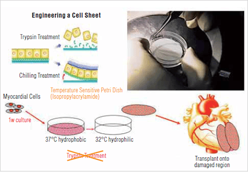 Image: Development of myocardial regenerative treatment using a myocardial sheet...