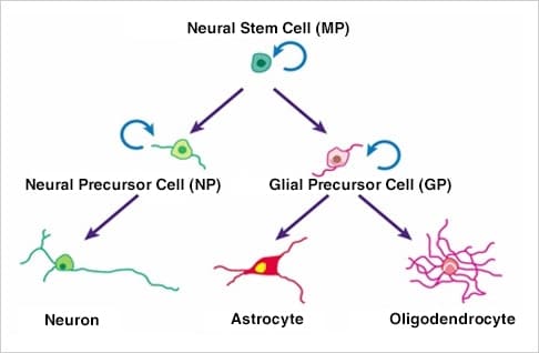Image: One research topic undertaken by Dr. Okano is...