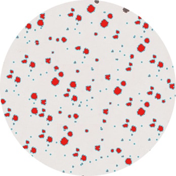 Well plate observation using a large stage