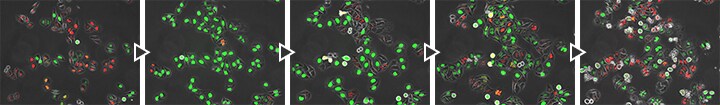 FUCCI cell cycle checkpoints