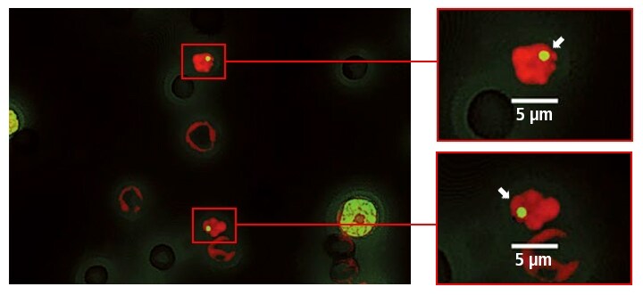 Observing micronuclei with a fluorescence microscope