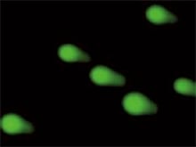 Image stitching and quantification can also be used when performing a comet assay, another genetic toxicology test.