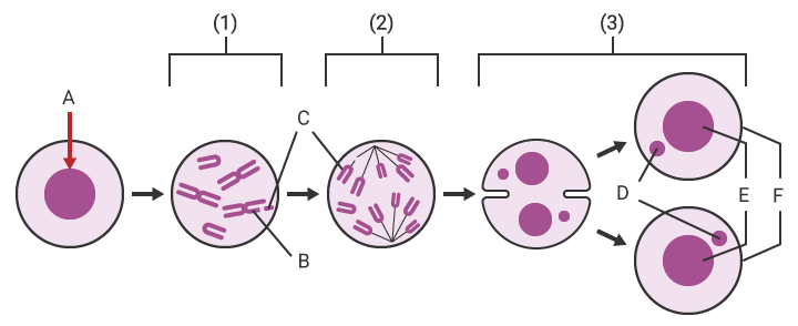 The principle of micronucleus formation in micronucleus testing
